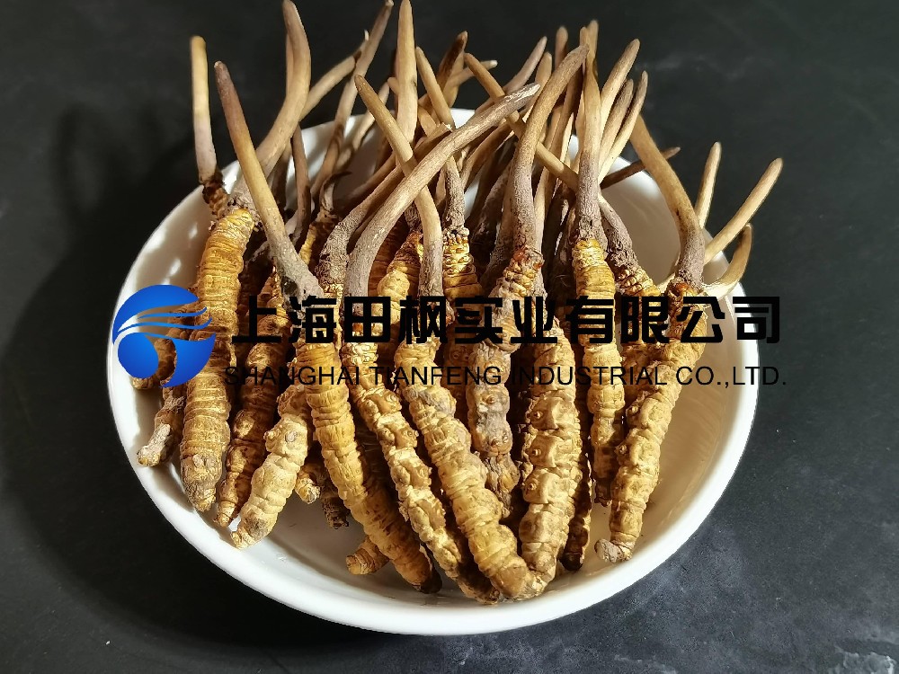 蟲草(1).jpg