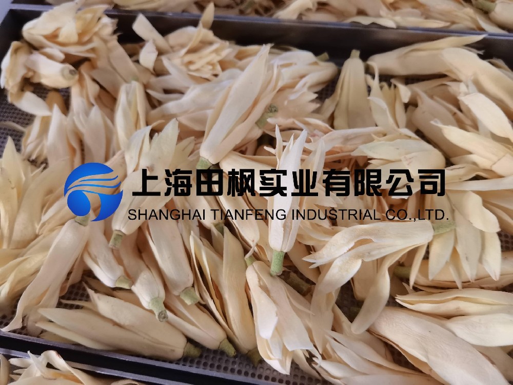 白玉蘭凍干，鮮花凍干機應(yīng)用于白玉蘭真空冷凍干燥